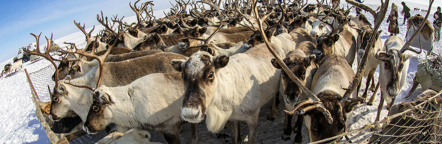 Камчатские оленеводы 6 лет недополучали зарплату Камчатские оленеводы 6 лет недополучали зарплату