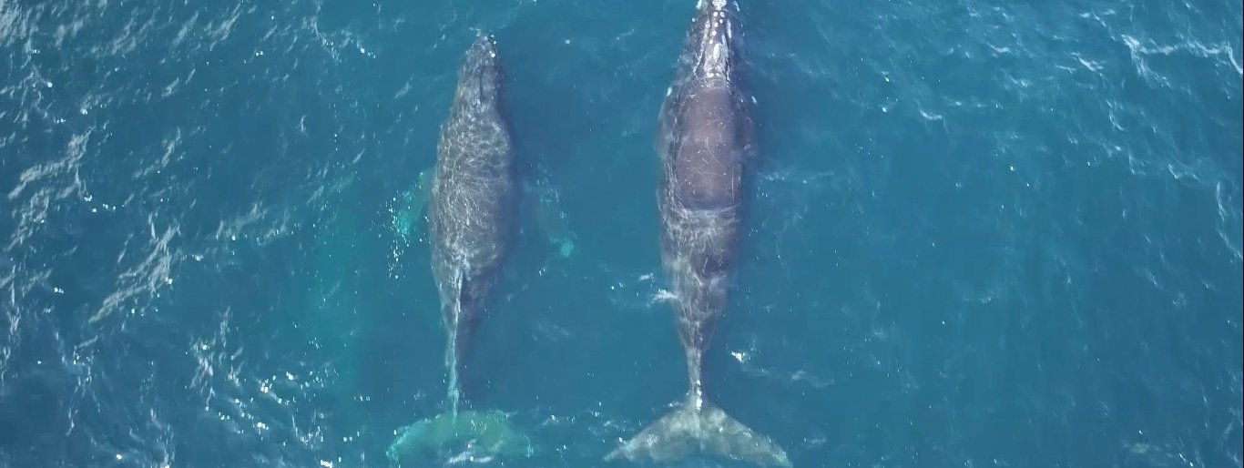  Самый редкий кит зарегистрирован в акватории заповедника «Командорский»