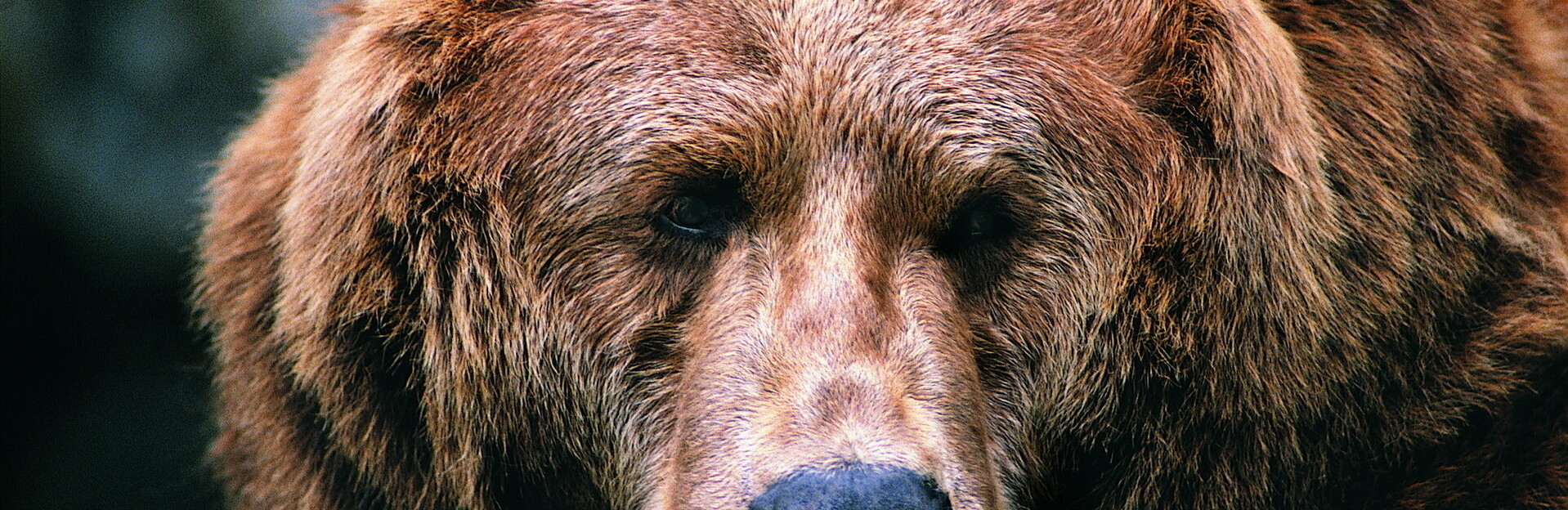 На Камчатке СКР начал проверку после нападения медведя на детей 