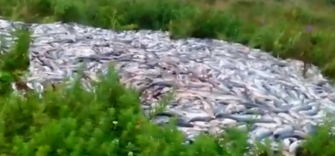 Провокацией назвал губернатор видео с тоннами выброшенного лосося