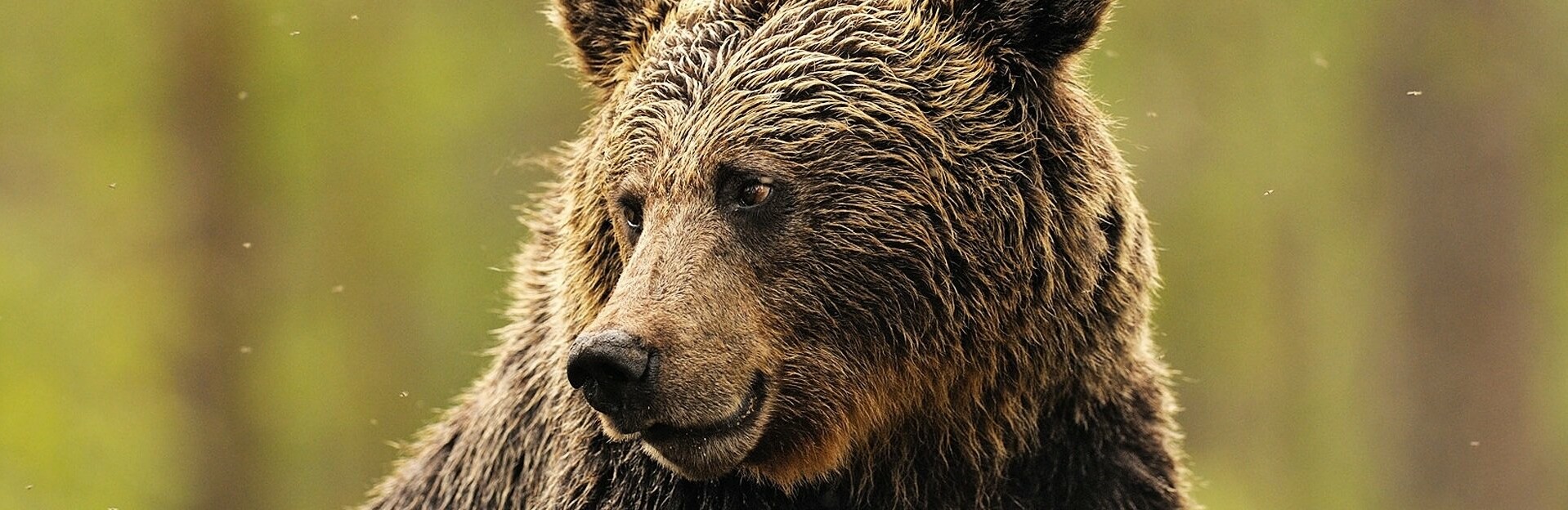 Камчатцев от медведей будут защищать специальные группы реагирования Камчатцев от медведей будут защищать специальные группы реагирования