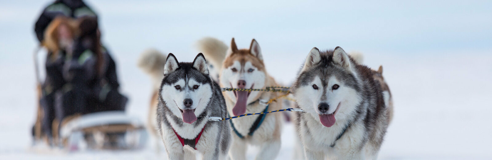 Прием заявок на участие в «Берингии-2019» стартует в субботу Прием заявок на участие в «Берингии-2019» стартует в субботу