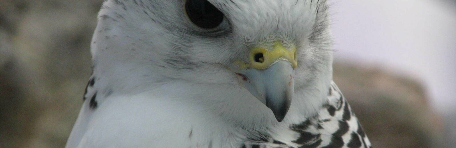 На Камчатке осудили ловцов кречетов