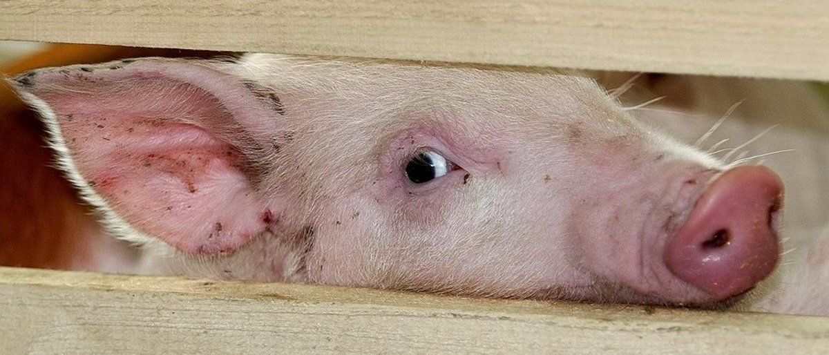 Камчатских бизнесменов предупредили об опасном мясе из Китая