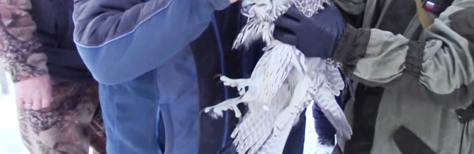 На Камчатке спасли кречета из браконьерского плена