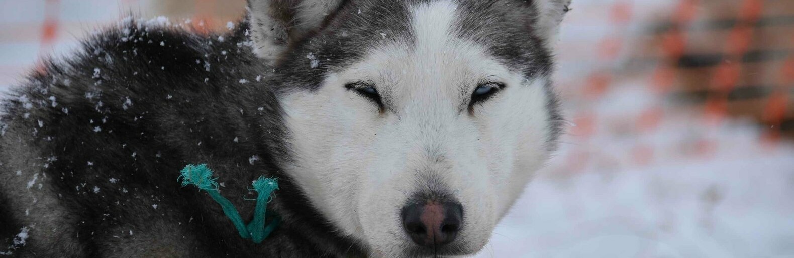 Билеты на открытие Берингии-2019 продают в Интернете