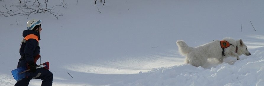 На Камчатке кинологи и их питомцы искали потерявшихся в лесу людей На Камчатке кинологи и их питомцы искали потерявшихся в лесу людей