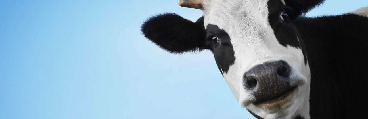 На Камчатке голодные бомжи украли и съели корову