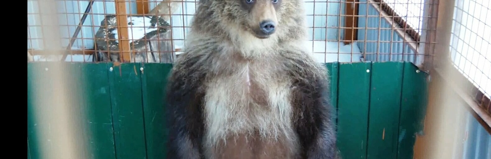 Камчатская мишка Машка благополучно добралась до Калуги