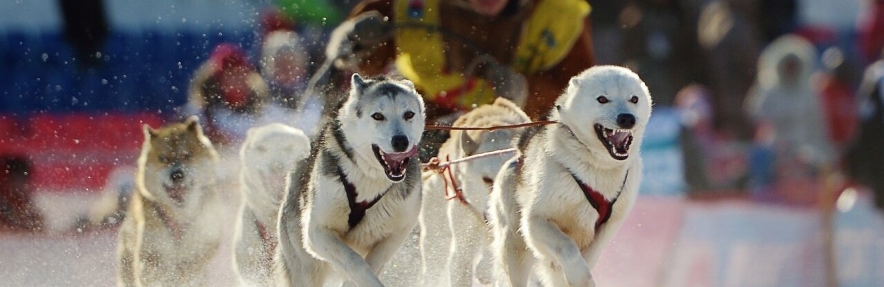 На открытие "Берингиии" зрителей будут возить бесплатные автобусы