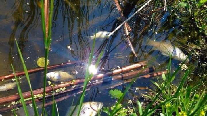 Камчатский рыбзавод заплатит более 2,5 млн рублей за загрязнение земельных участков