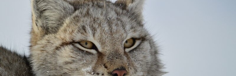 Молодая рысь поселилась возле Южно-Камчатского заказника