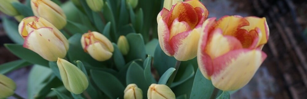 Тюльпаны с тремя бутонами на одной ножке вырастили на Камчатке