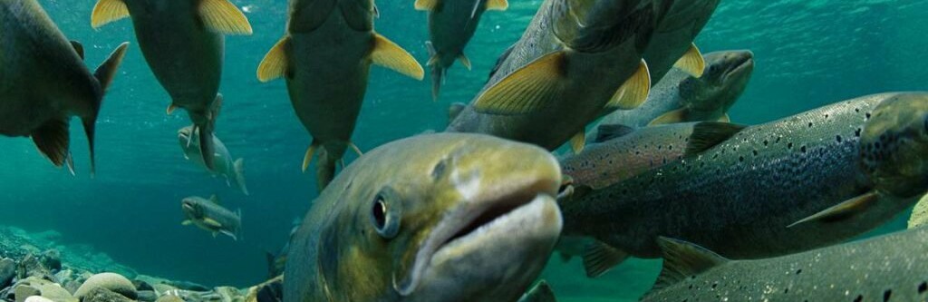 Лосось на Камчатке мельчает Лосось на Камчатке мельчает