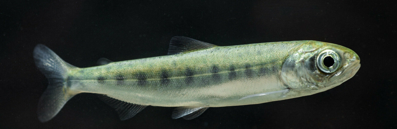 На Камчатке рыбзаводы заложили в инкубаторы более 60 млн икринок