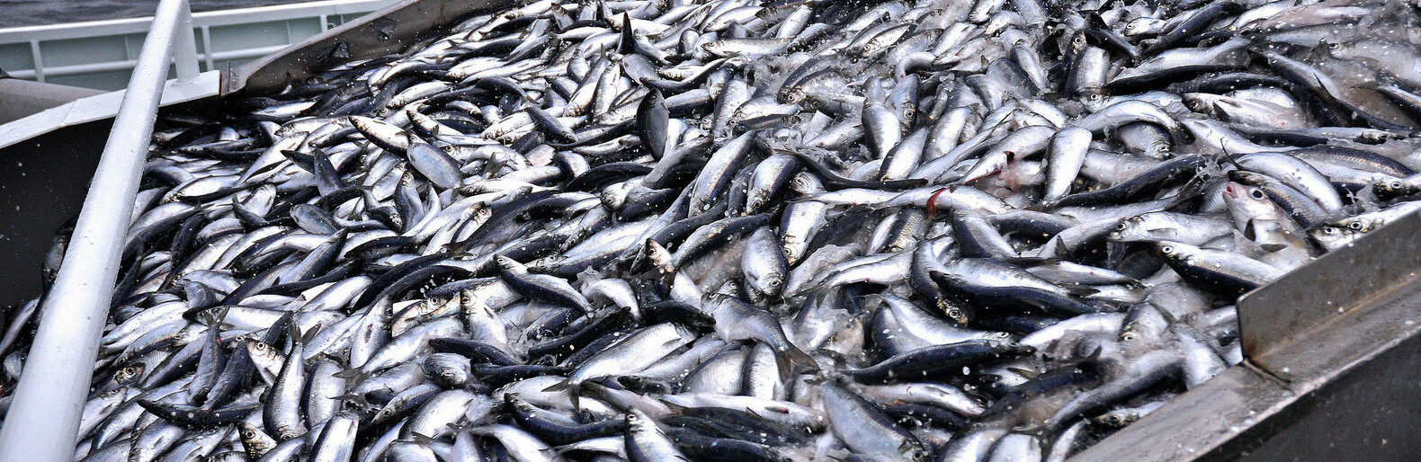 На Камчатке капитан "Морского волка" раскошелится за вылов минтая 