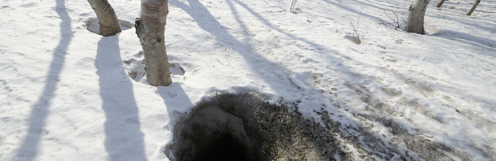 На Камчатке просыпаются медведи