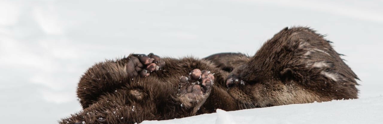 Свой «Теремок» появился в Южно-Камчатском заказнике