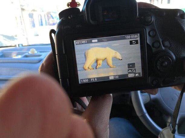 Умка побывал на Камчатке