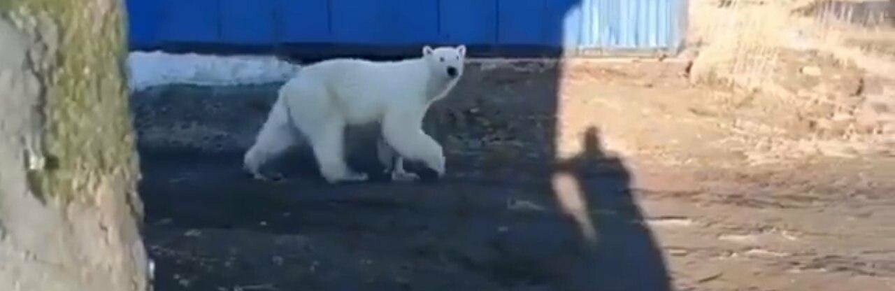 Операцию по спасения белого медведя готовят на Камчатке Операцию по спасения белого медведя готовят на Камчатке