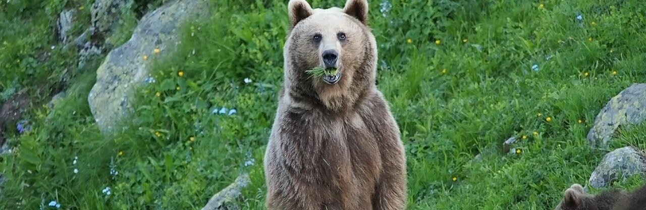 На Камчатке вышедших к людям медведей будут усыплять и вывозить в лес?