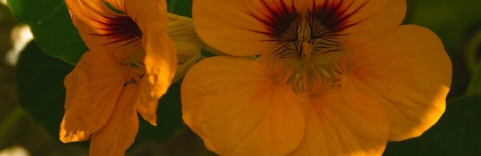 Фото: pixabay.co