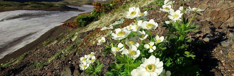 Фото: pixabay.com