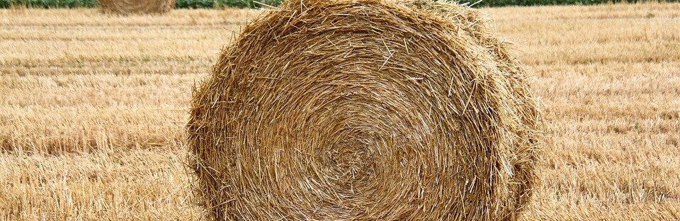 Фото: pixabay.com Фото: pixabay.com