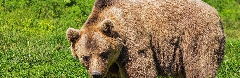 Фото: pixabay.com