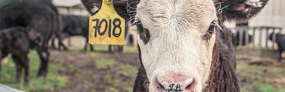 Фото: pixabay.com