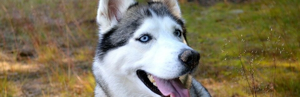 Фото: pixabay.com