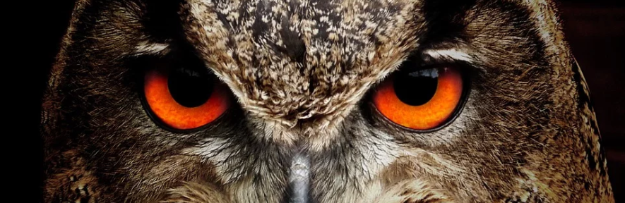 Фото: pixabay.com