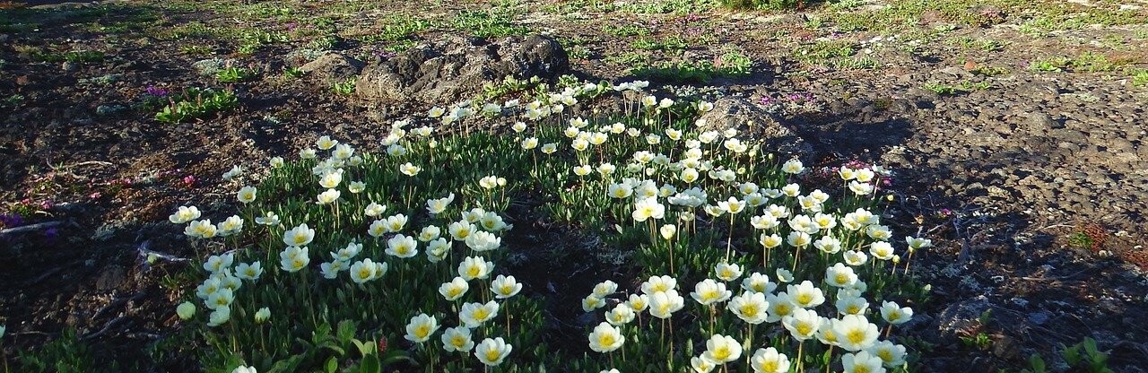 Фото: pixabay.com