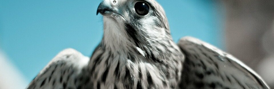 Фото: pixabay.com