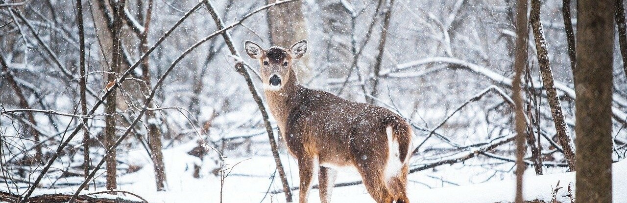 Фото: pixabay.com