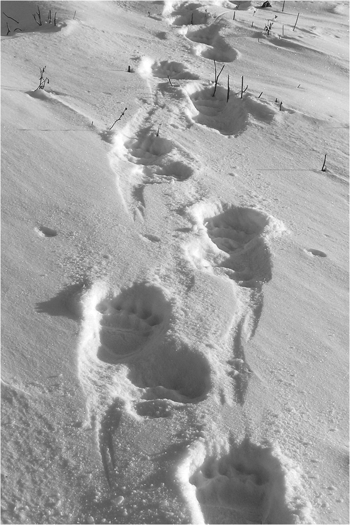 Никем не замеченные следы. Следы медведя на снегу. Следы мишки на снегу. Медвежьи следы на снегу. Следы белого медведя на снегу.