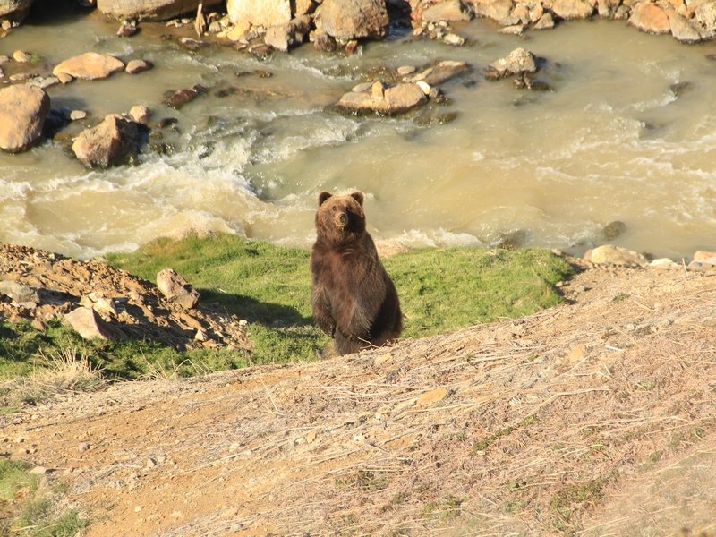 Медведь у реки Гейзерной. Иван Николаев